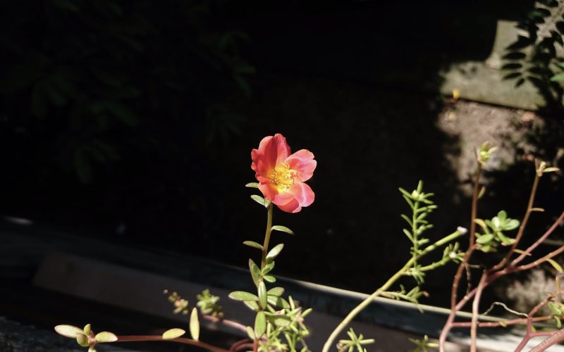 Beldroega (Portulaca oleracea)
